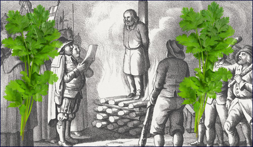 Cuando en España se abandonó el uso del cilantro por miedo a la inquisición